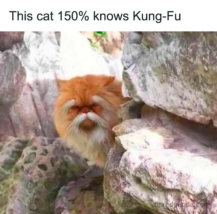 50 Funny And Relatable Animal Memes To Instantly Improve Your Entire Day (New Pics)
