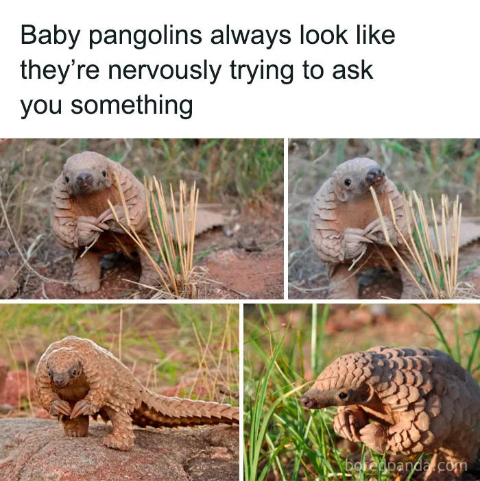 50 Funny And Relatable Animal Memes To Instantly Improve Your Entire Day (New Pics)