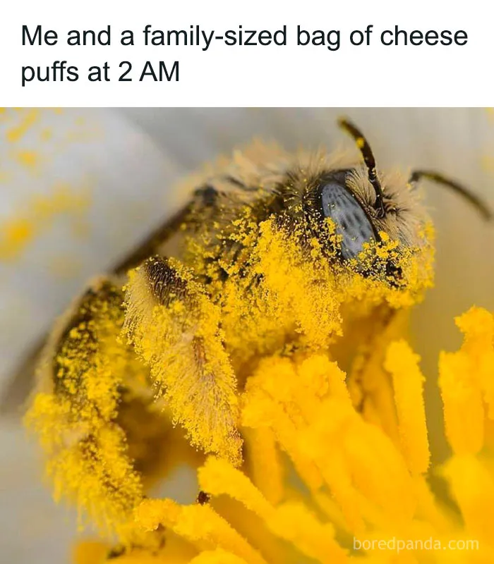 50 Funny And Relatable Animal Memes To Instantly Improve Your Entire Day (New Pics)