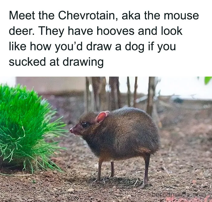 50 Funny And Relatable Animal Memes To Instantly Improve Your Entire Day (New Pics)