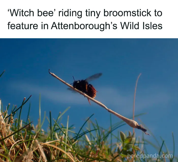 50 Funny And Relatable Animal Memes To Instantly Improve Your Entire Day (New Pics)