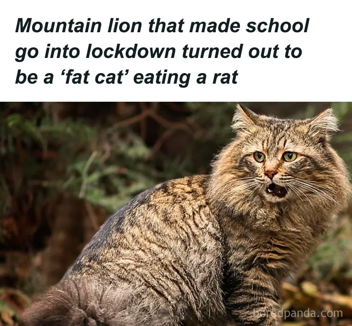 50 Funny And Relatable Animal Memes To Instantly Improve Your Entire Day (New Pics)