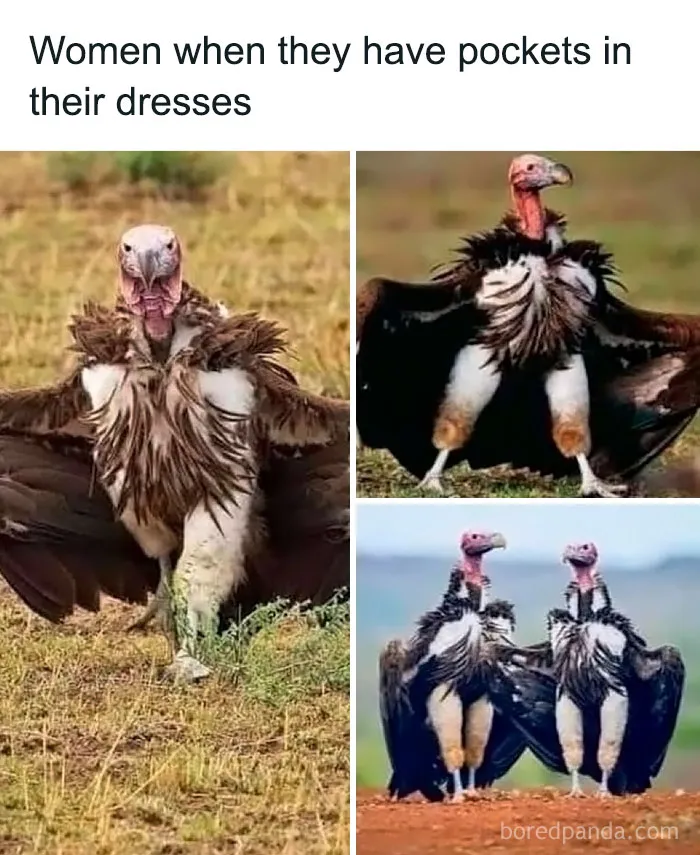 50 Funny And Relatable Animal Memes To Instantly Improve Your Entire Day (New Pics)