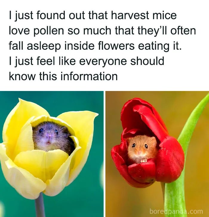 50 Funny And Relatable Animal Memes To Instantly Improve Your Entire Day (New Pics)