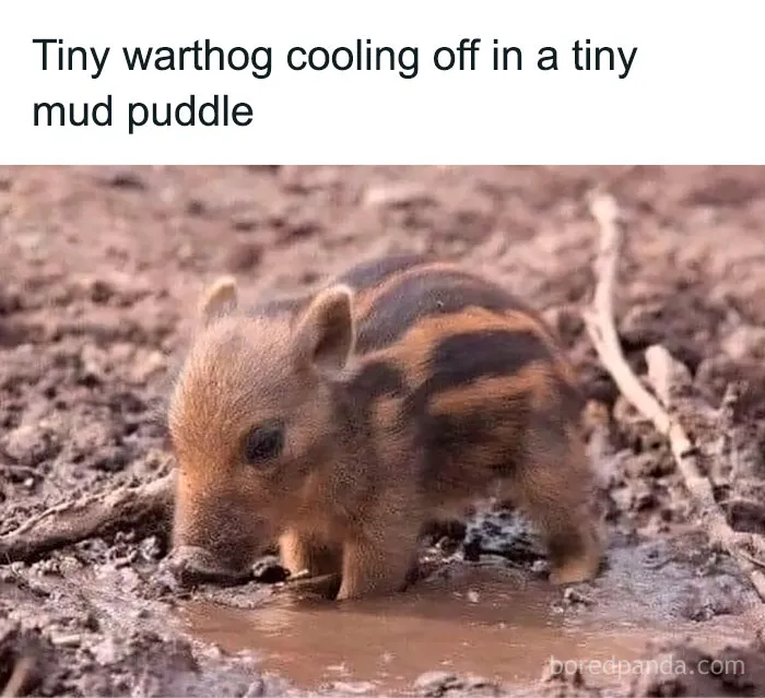 50 Funny And Relatable Animal Memes To Instantly Improve Your Entire Day (New Pics)