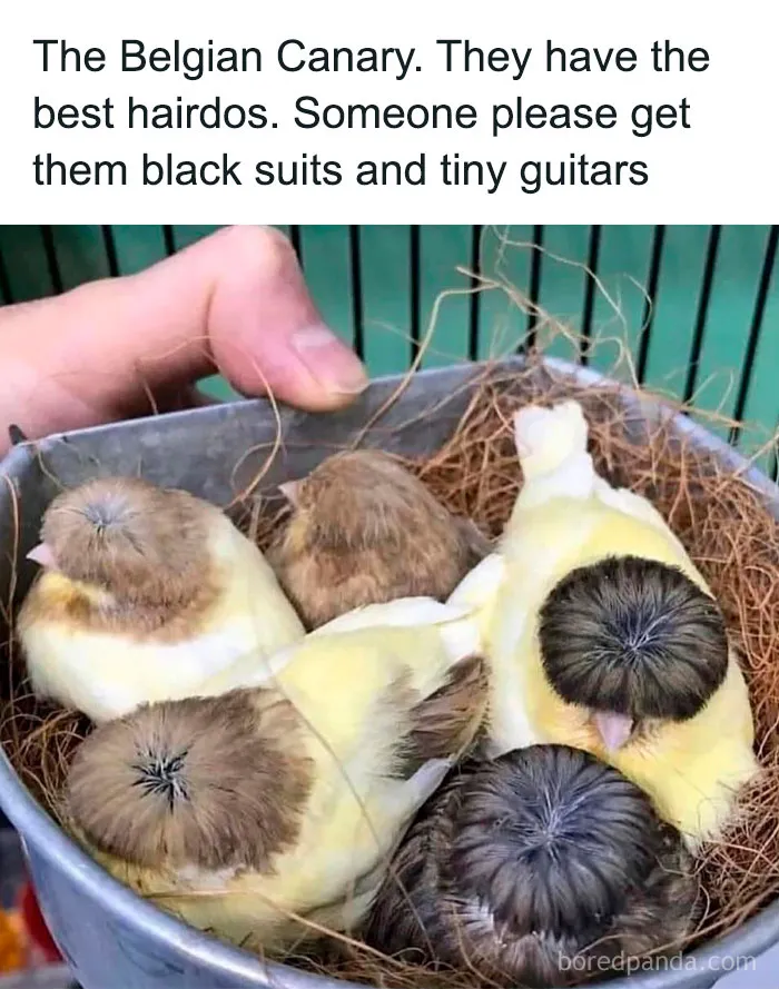 50 Funny And Relatable Animal Memes To Instantly Improve Your Entire Day (New Pics)