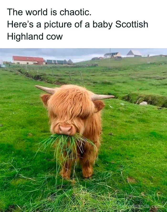 50 Funny And Relatable Animal Memes To Instantly Improve Your Entire Day (New Pics)