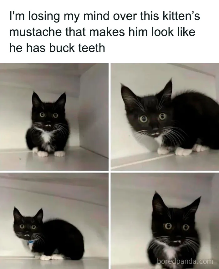 50 Funny And Relatable Animal Memes To Instantly Improve Your Entire Day (New Pics)