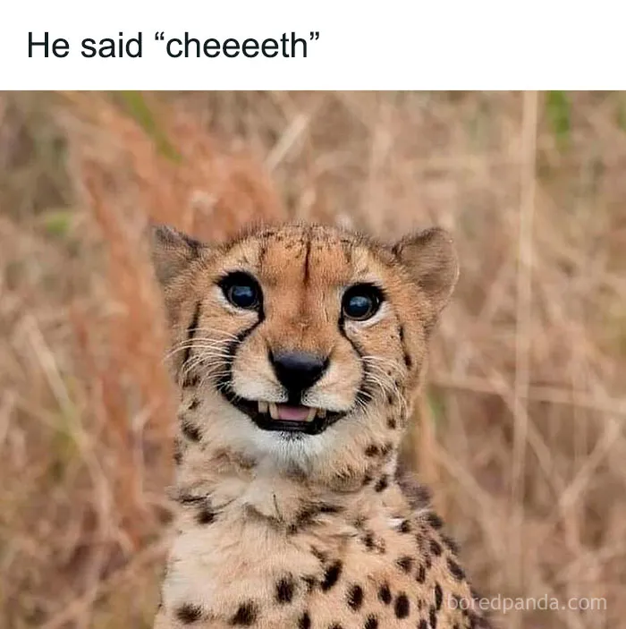 50 Funny And Relatable Animal Memes To Instantly Improve Your Entire Day (New Pics)