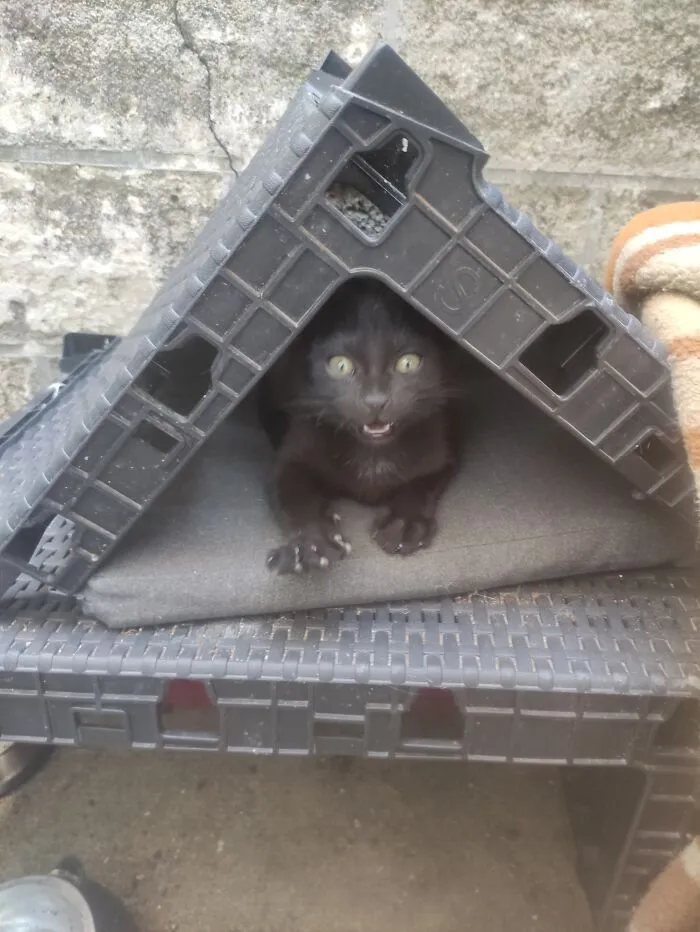 Black kitten peeking out from under a plastic shelter, one paw extended, with a surprised expression in a blessed image.