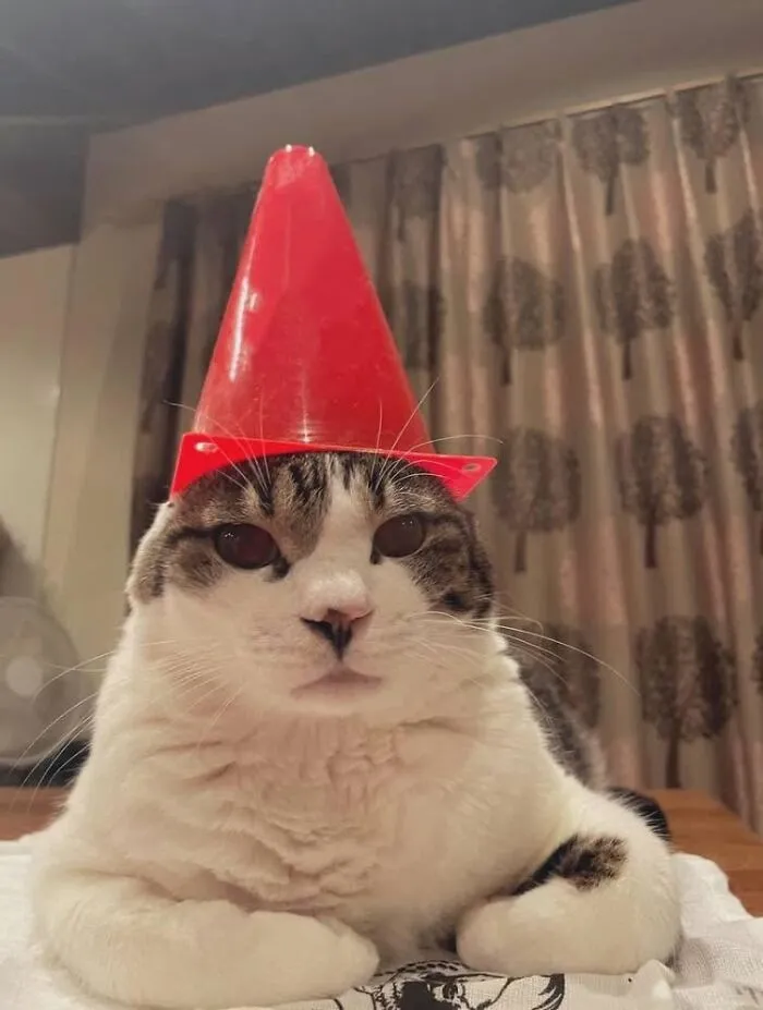 Cat wearing a red cone hat, resting on a table, one of the blessed images sure to make you smile.
