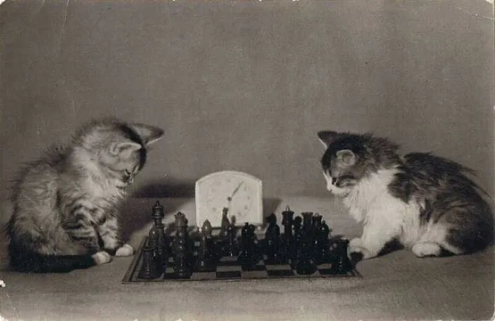 Two kittens focused on a chess game, creating a blessed image sure to make you smile and brighten your day.