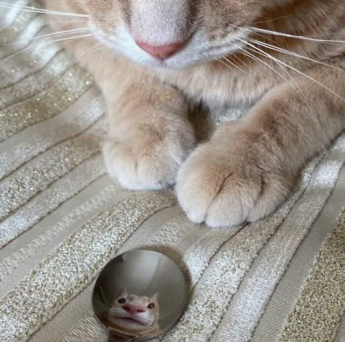 Close-up of a cat’s paws and face reflected in a spoon, showcasing a blessed image to make you smile.