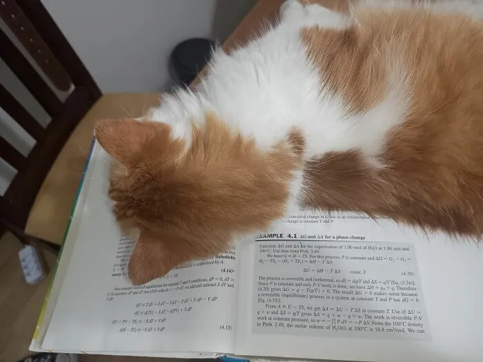 Orange and white cat resting on an open book, creating a blessed and heartwarming image to make you smile.