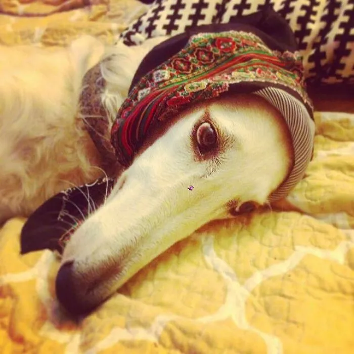 White dog lying down with a colorful headscarf, creating a blessed image to make you smile and feel joy.