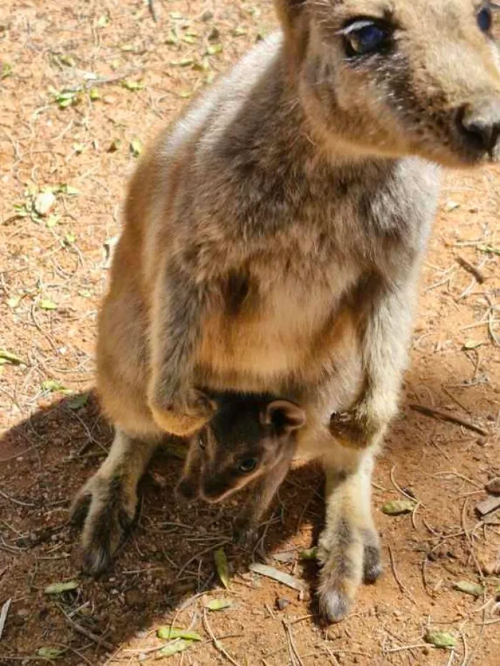 Baby kangaroo peeking out of its mother's pouch in a natural setting, capturing a blessed image to make you smile.