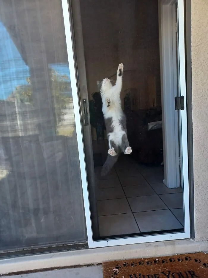 Gray and white cat climbing or hanging on a glass door indoors in a blessed image to make you smile.