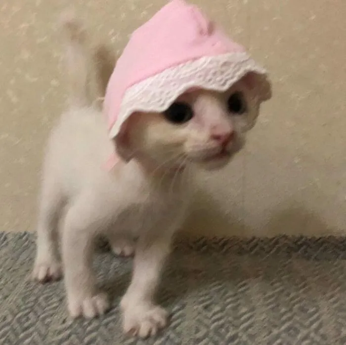 Cute white kitten wearing a pink bonnet standing on carpet, one of the blessed images to make you smile.