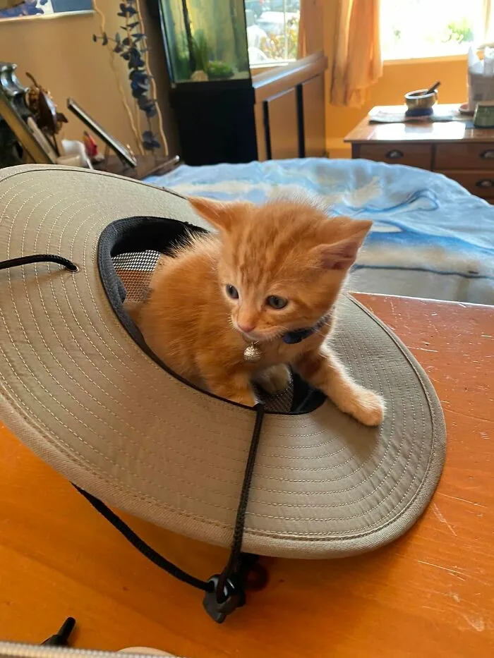 Orange kitten sitting inside a wide-brimmed hat on a wooden table, a cute blessed image to make you smile.