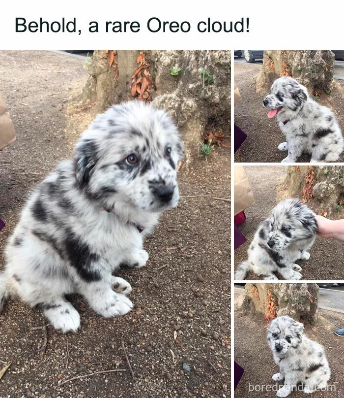 Feeling Low? These 50 Emotional Support Dog Memes Got You
