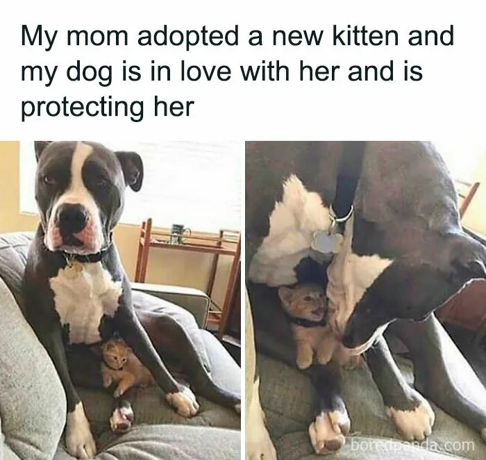 Feeling Low? These 50 Emotional Support Dog Memes Got You