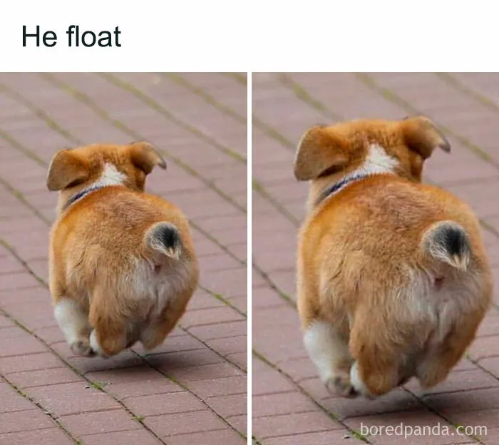 Feeling Low? These 50 Emotional Support Dog Memes Got You