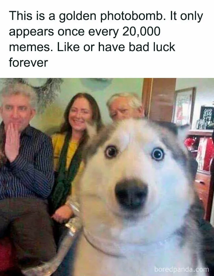 Feeling Low? These 50 Emotional Support Dog Memes Got You