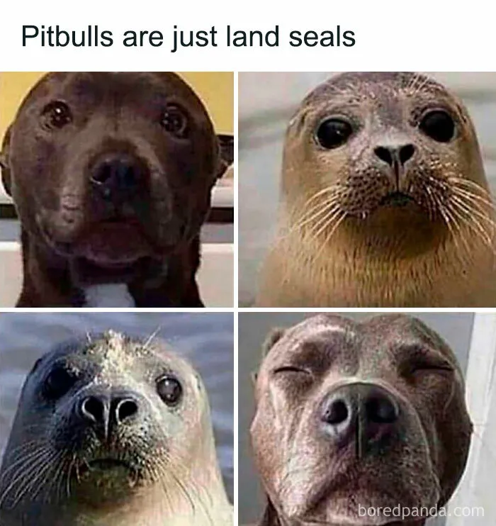 Feeling Low? These 50 Emotional Support Dog Memes Got You