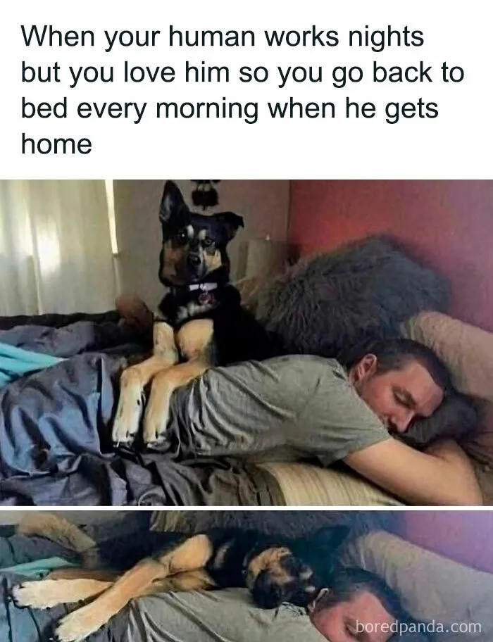 Feeling Low? These 50 Emotional Support Dog Memes Got You