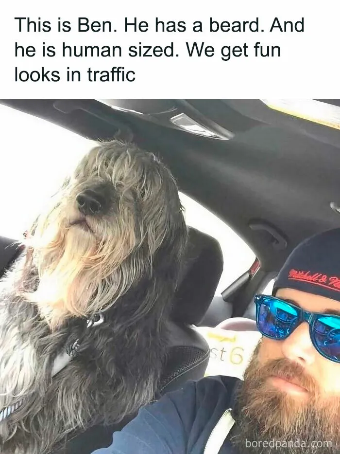 Feeling Low? These 50 Emotional Support Dog Memes Got You