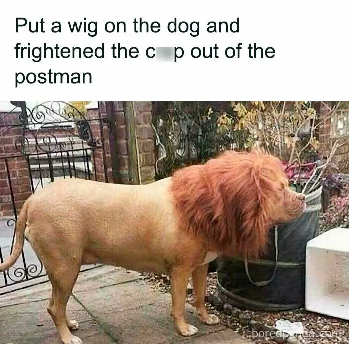 Feeling Low? These 50 Emotional Support Dog Memes Got You