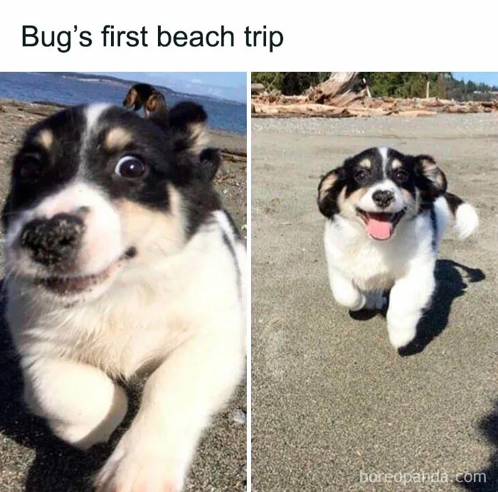Feeling Low? These 50 Emotional Support Dog Memes Got You