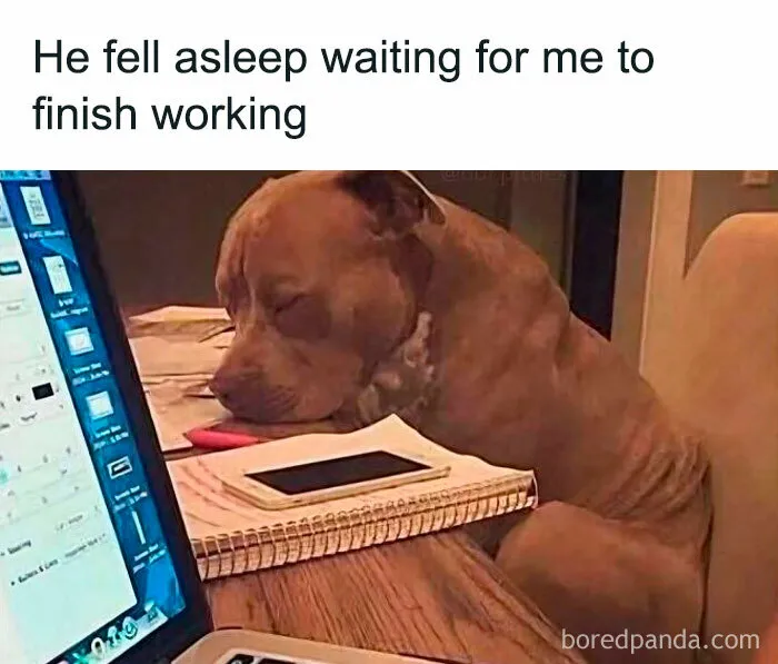 Feeling Low? These 50 Emotional Support Dog Memes Got You