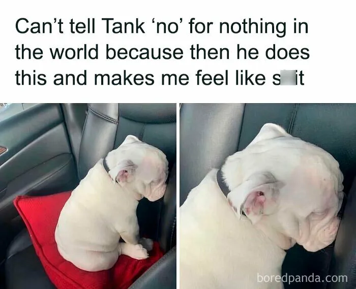 Feeling Low? These 50 Emotional Support Dog Memes Got You