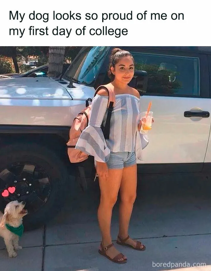 Feeling Low? These 50 Emotional Support Dog Memes Got You