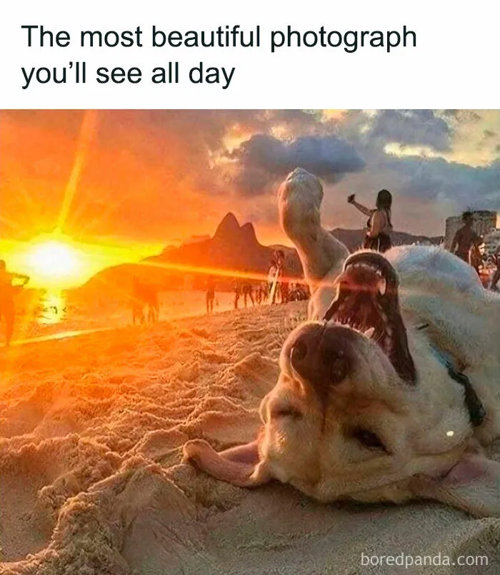 Feeling Low? These 50 Emotional Support Dog Memes Got You