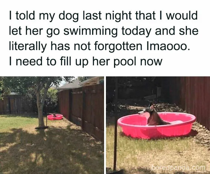 Feeling Low? These 50 Emotional Support Dog Memes Got You