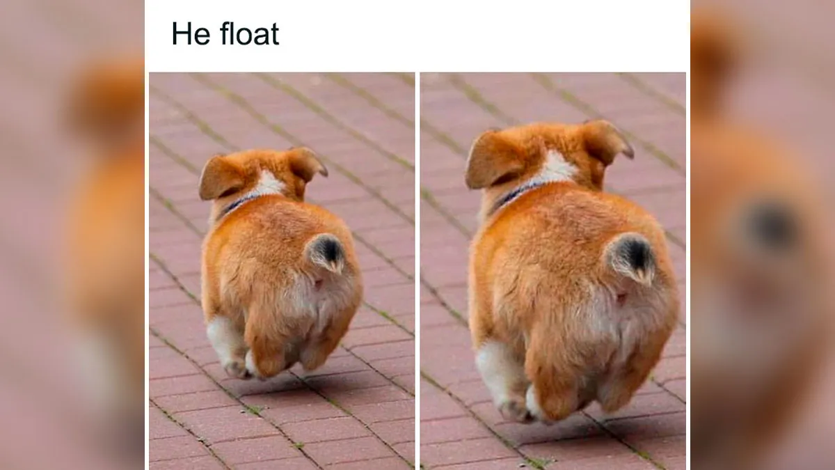 Feeling Low? These 50 Emotional Support Dog Memes Got You
