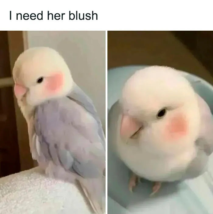 Girly Women Are Cracking Up At These 50 Memes That Are Way Too Relatable