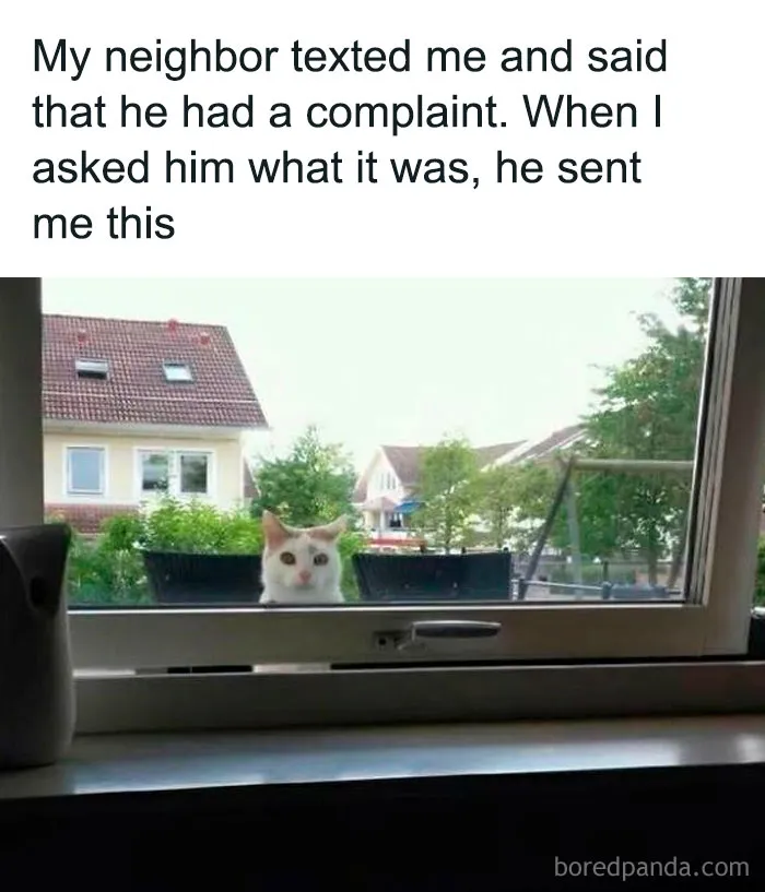 The Cat Was The One Complaining