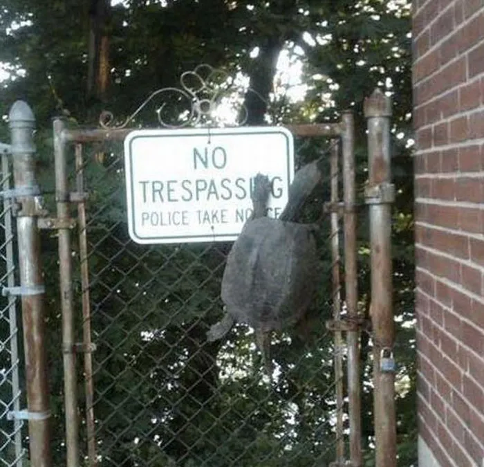 Un rebelde