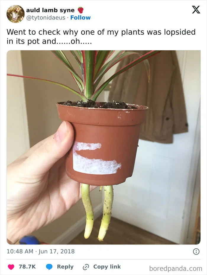Hand holding a potted plant with roots growing out the bottom, showing a funny nature moment captured in a photo.
