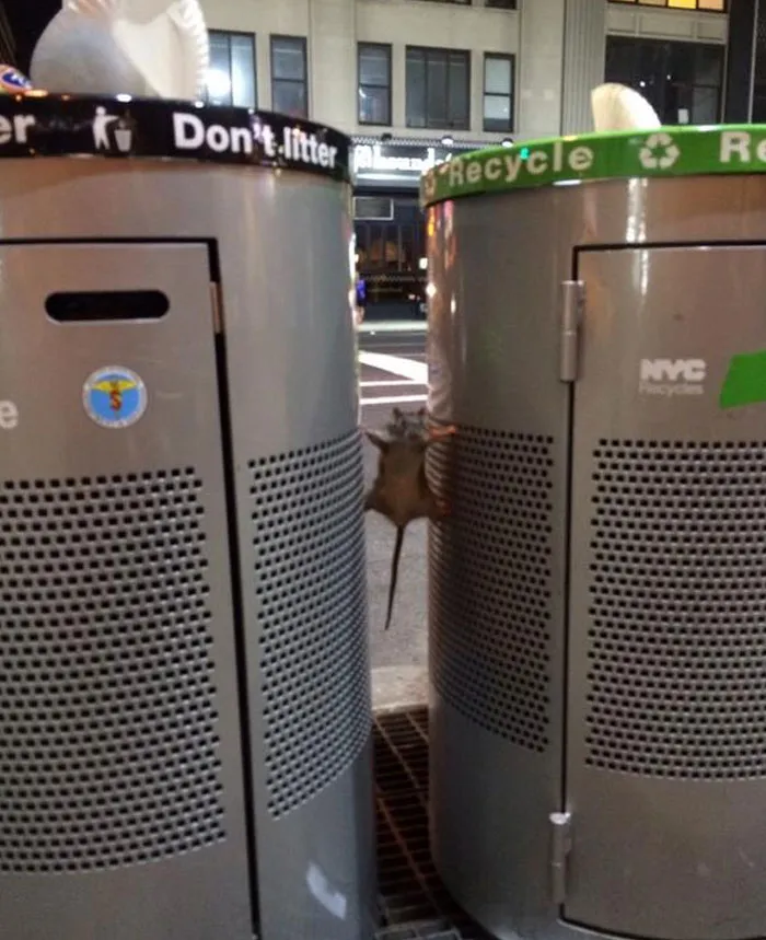 A funny nature moment showing a rat squeezed between two city recycling bins at night in an urban setting.