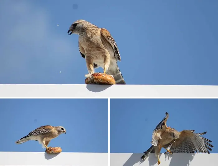 Hawk amusingly eating a pastry on a roof captured in nature funny moments and wildlife photography.