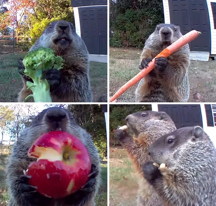 Una marmota hambrienta fue captada en cámara devorando el jardín de un hombre de Delaware, y lo convirtió en una serie viral de YouTube