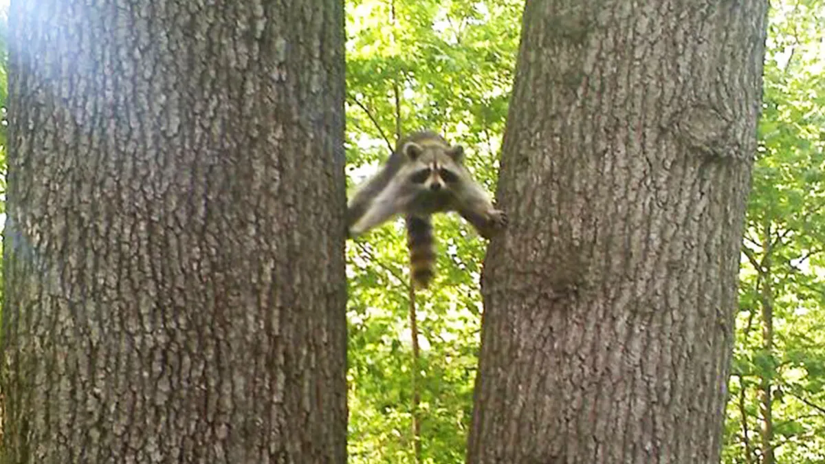 50 Hilariously Unhinged Nature Moments That Made People Do A Double Take