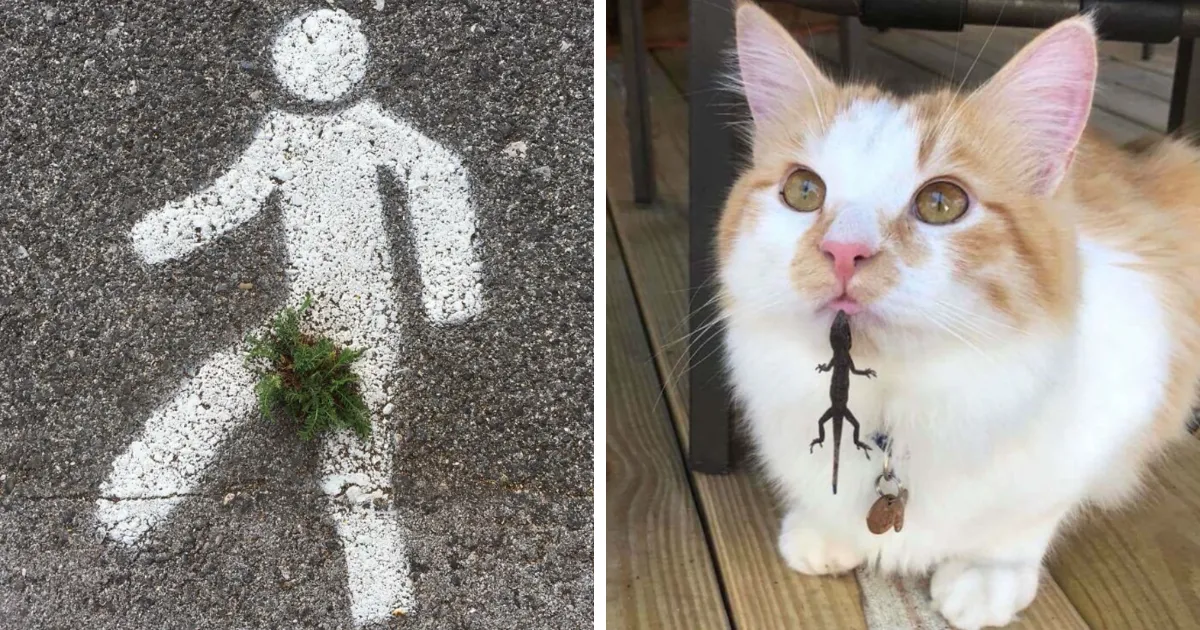 35 Momentos divertidos en la naturaleza que nadie esperaba ver