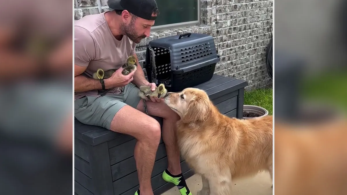 Maya The Golden Retriever Takes On Babysitting Duty For Orphaned Geese, Netizens Can't Get Enough