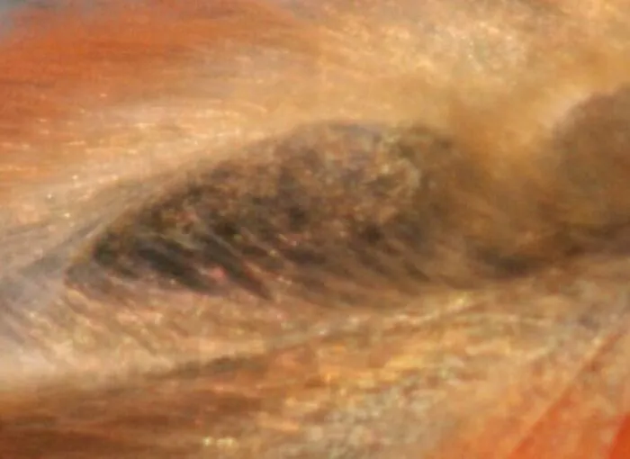 What Is It?