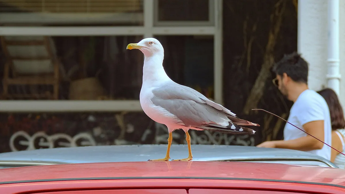 Seagull Clocks 60MPH On Garbage Truck Twice, Researchers Baffled Until They Take A Closer Look